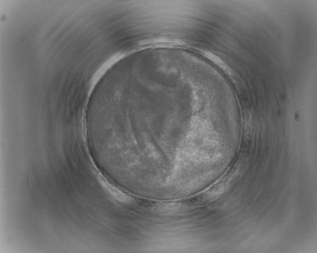 X0000072961474200608041140