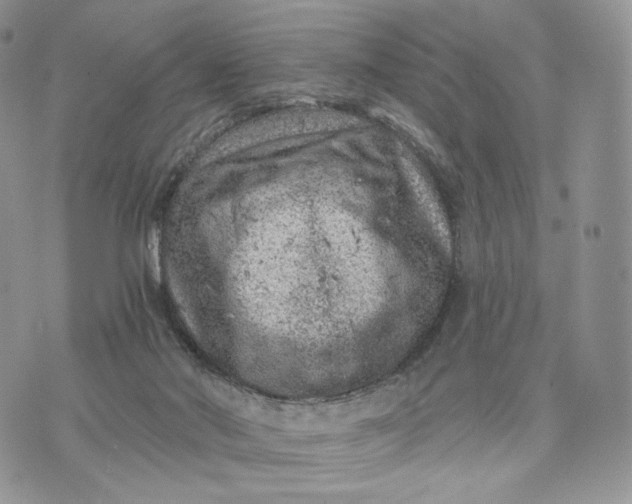 X0000072960022200608111702