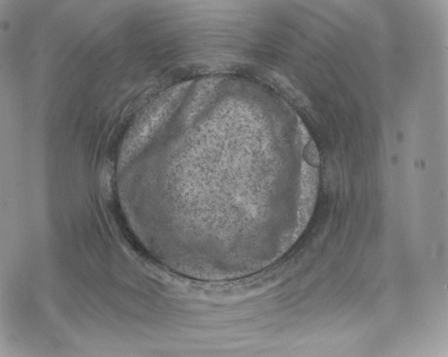 X0000072960026200608111702