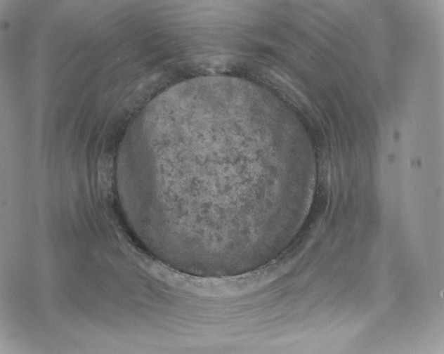 X0000072960030200608111702