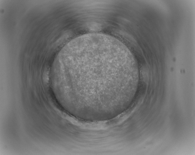 X0000072960032200608111702