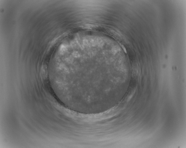 X0000072960043200608111702