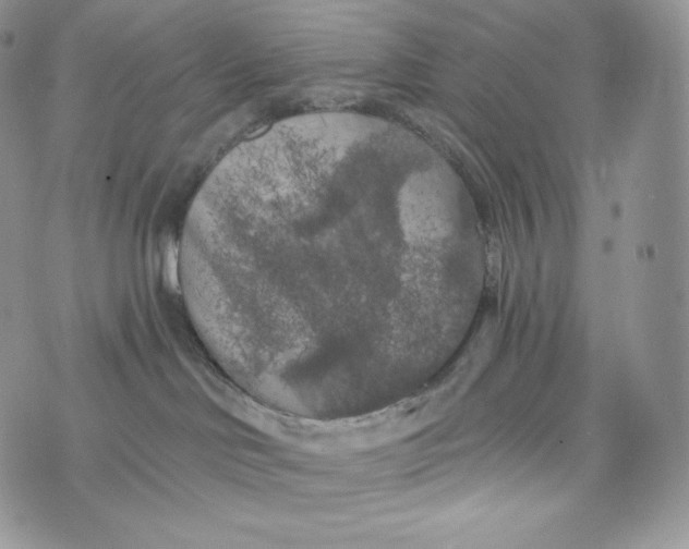 X0000072960046200608111702