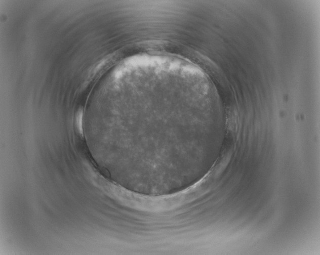 X0000072960047200608111702