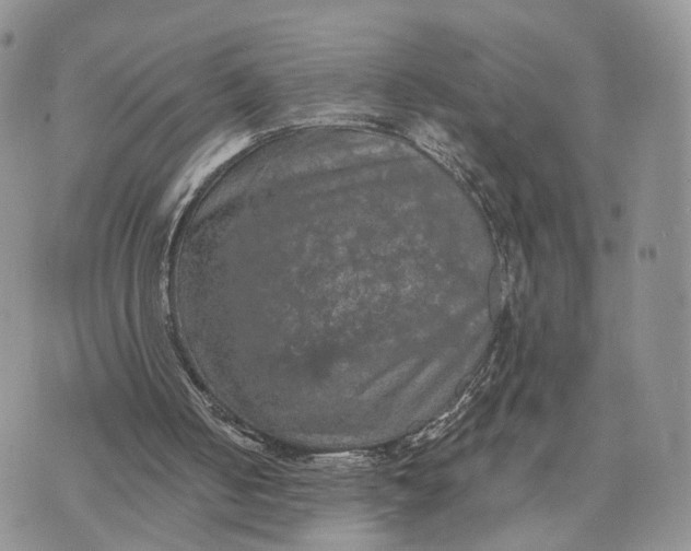 X0000072960050200608111701