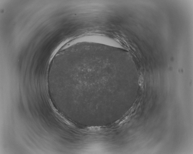 X0000072960052200608111701