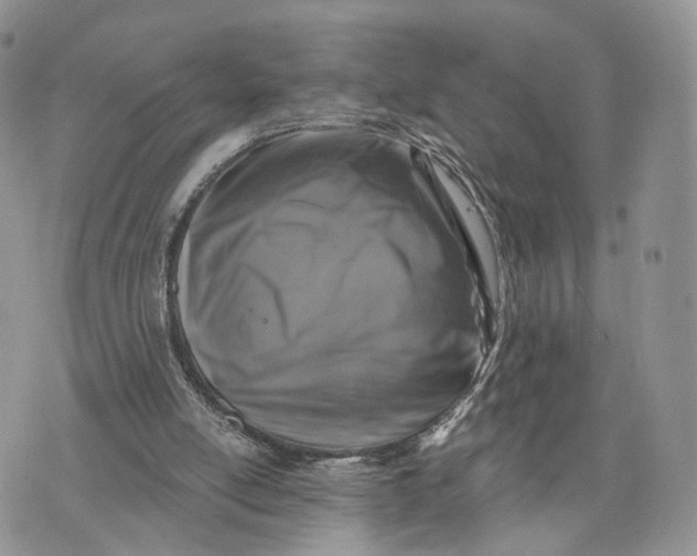 X0000072960054200608111701