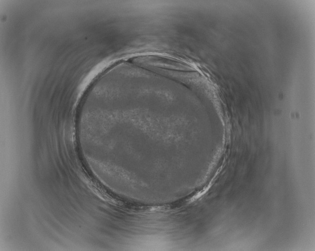 X0000072960056200608111701