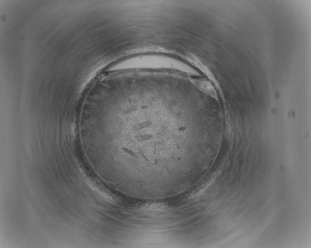 X0000072960063200608111701