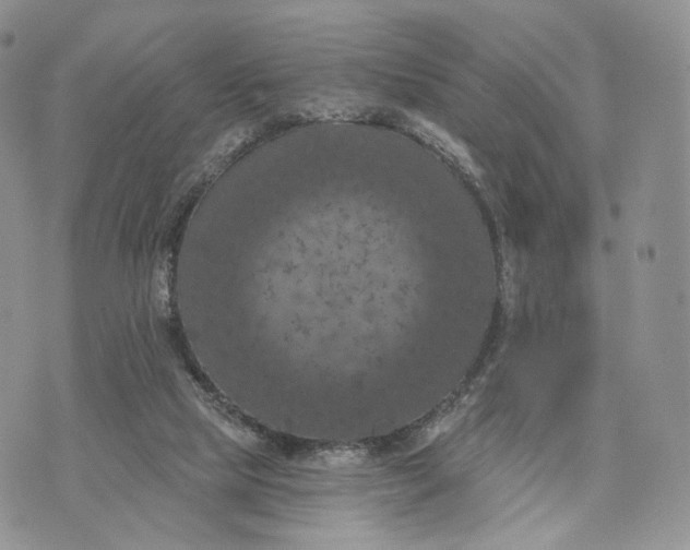 X0000072960065200608111701