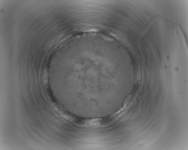 X0000072960078200608111701