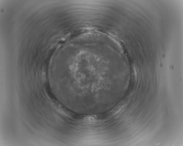 X0000072960080200608111701