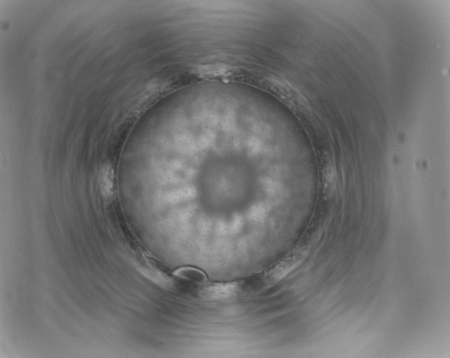 X0000072960081200608111701