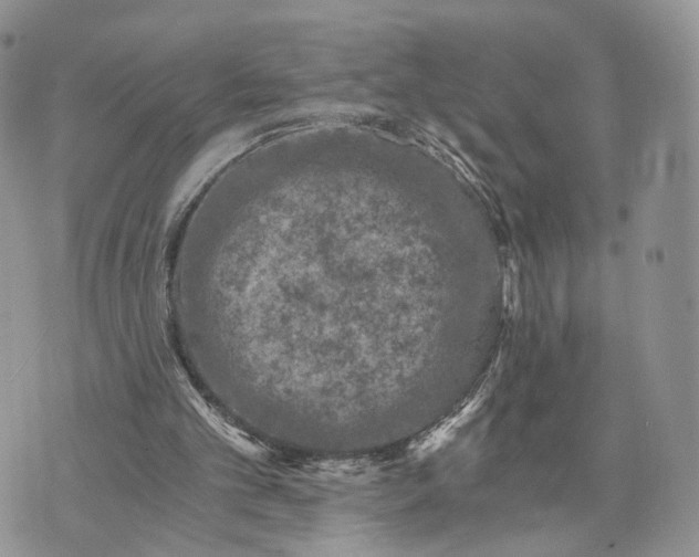 X0000072960101200608111701