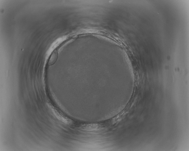 X0000072960104200608111701