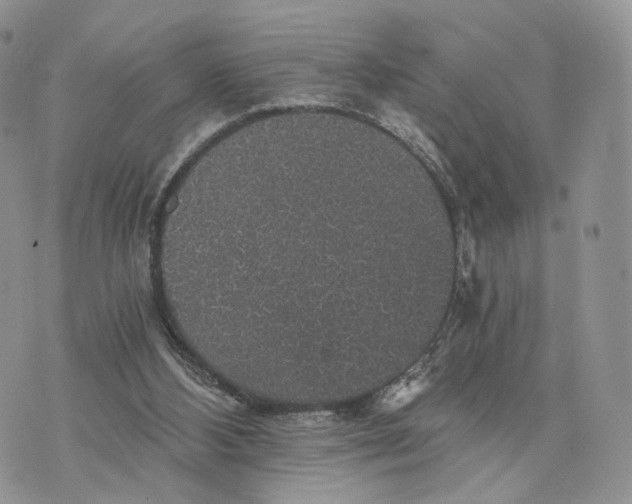 X0000072960108200608111701