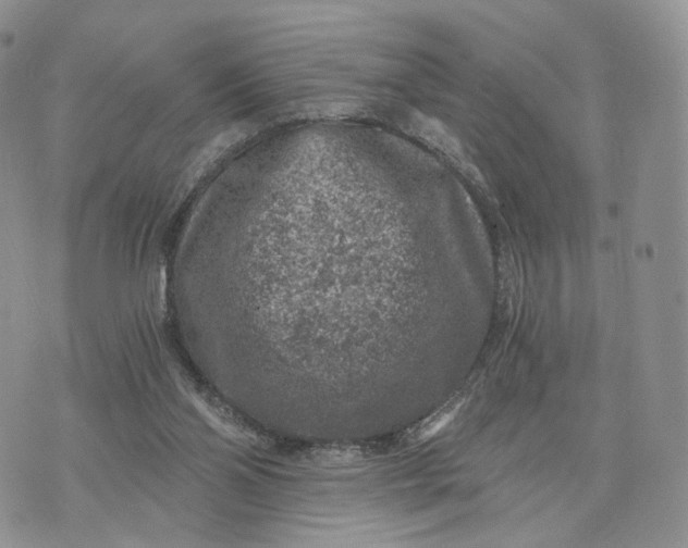 X0000072960110200608111701