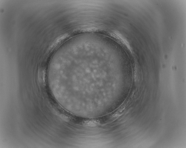 X0000072960115200608111701