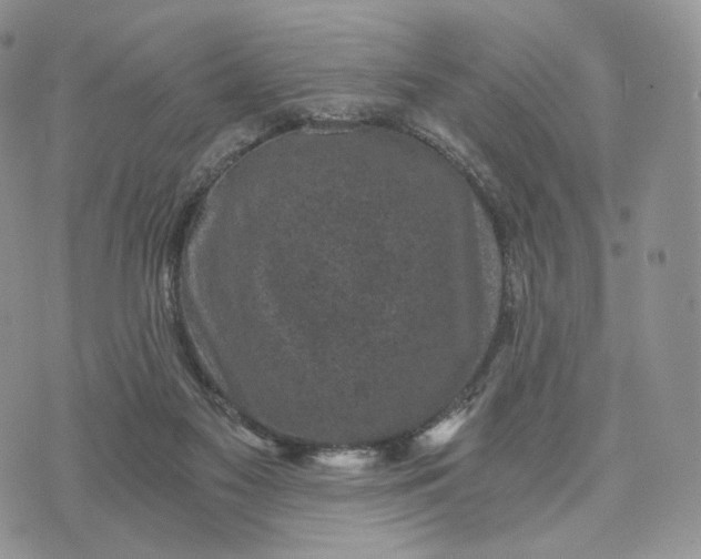 X0000072960117200608111700