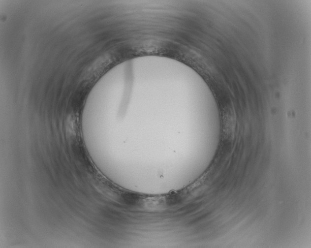 X0000072960126200608111700