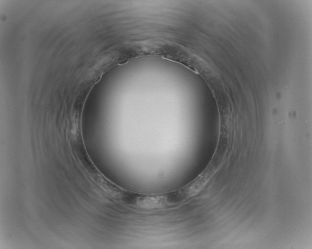 X0000072960129200608111700