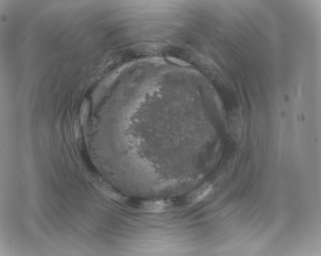 X0000072960131200608111700