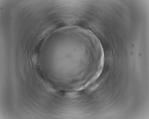 X0000072960139200608111700