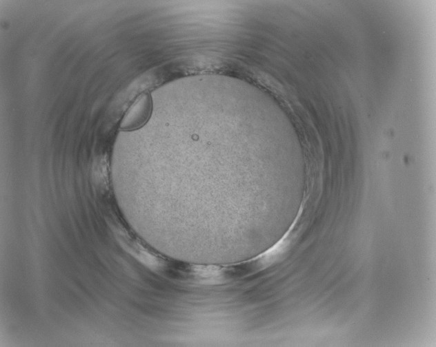 X0000072960144200608111700