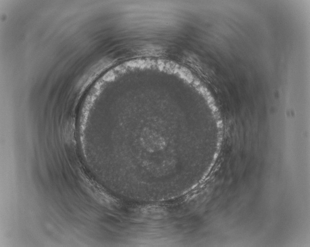 X0000072960146200608111659