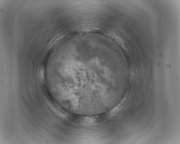 X0000072960166200608111700