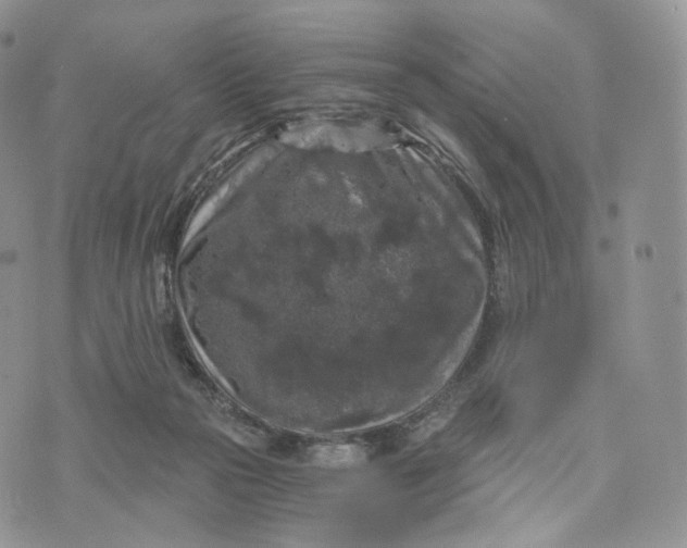 X0000072960169200608111700