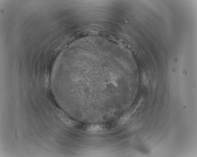 X0000072960177200608111700