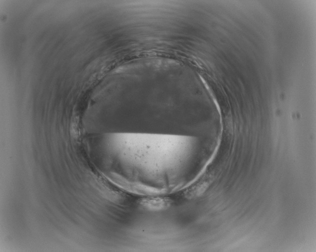 X0000072960181200608111700