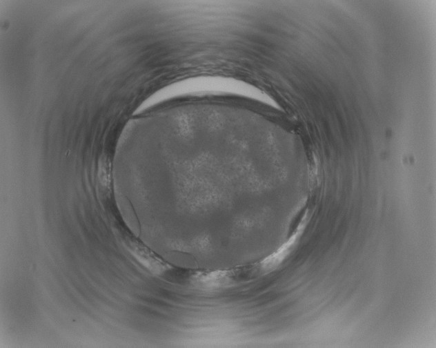 X0000072960186200608111700