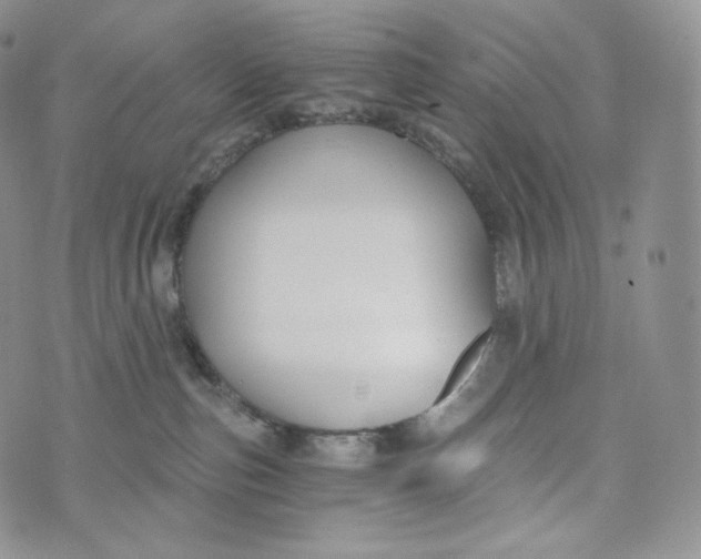 X0000072960187200608111700