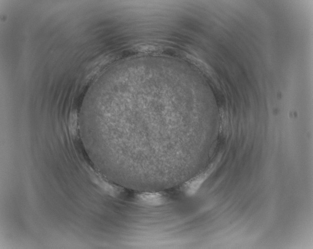 X0000072960189200608111700