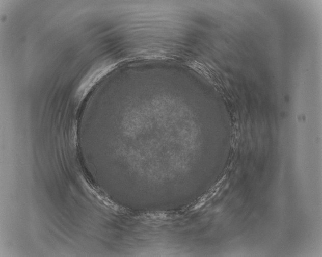 X0000072960194200608111659