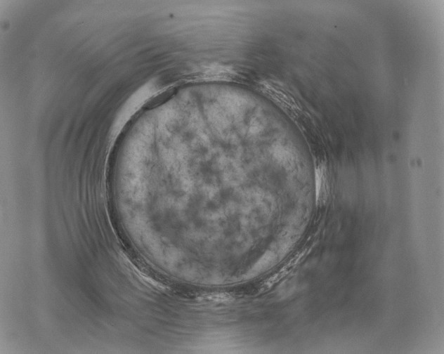 X0000072960195200608111659