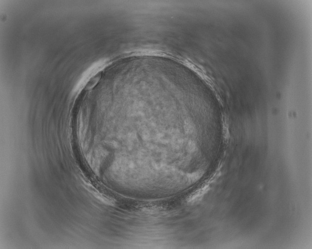 X0000072960199200608111659