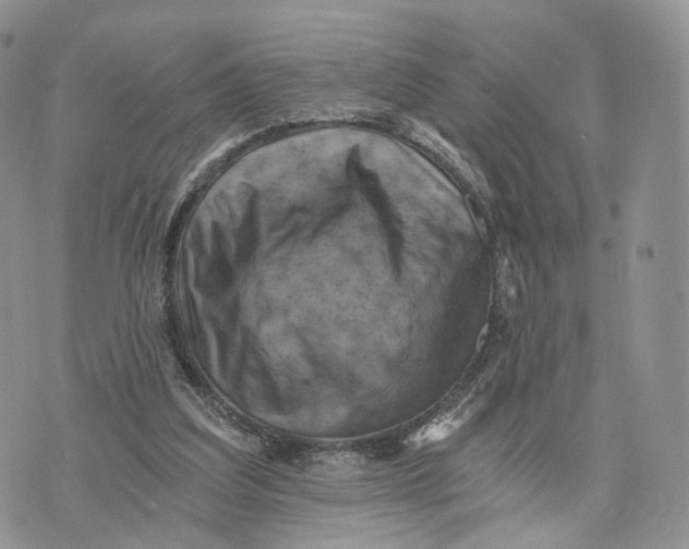 X0000072960203200608111659