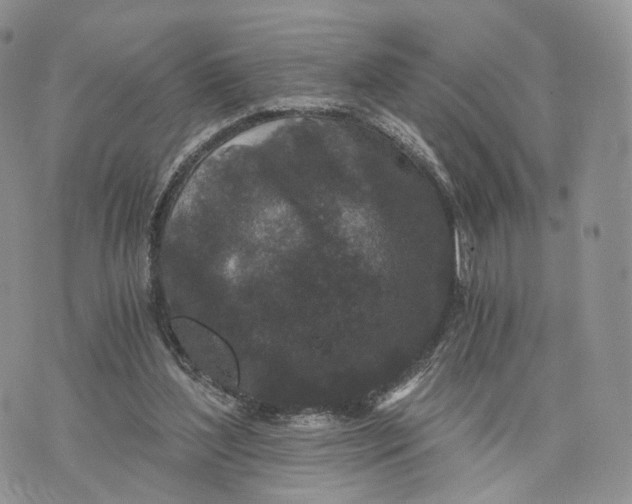 X0000072960204200608111659