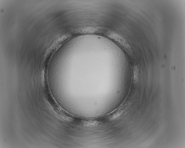 X0000072960206200608111659