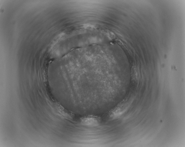 X0000072960224200608111659