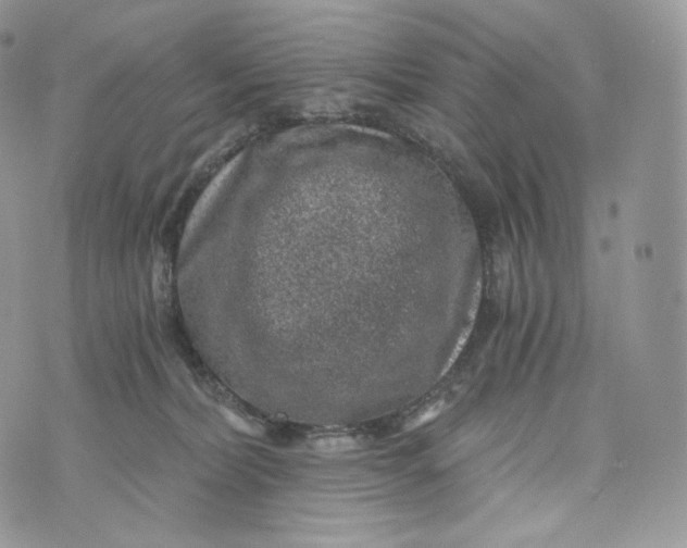 X0000072960228200608111659