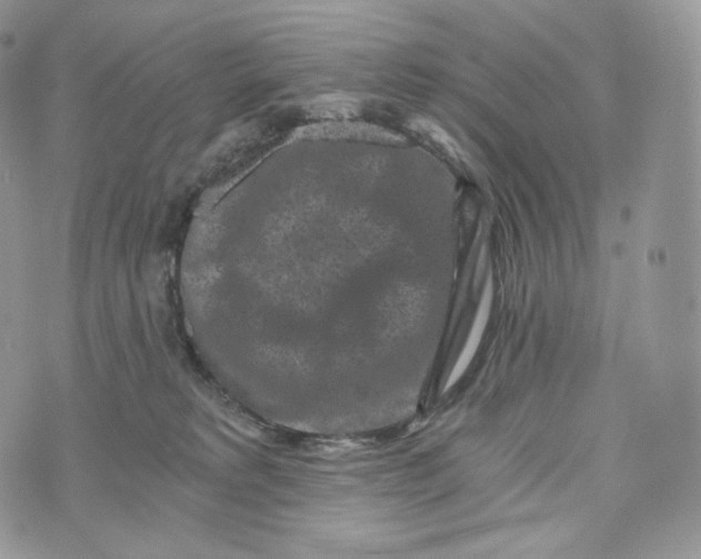 X0000072960229200608111659