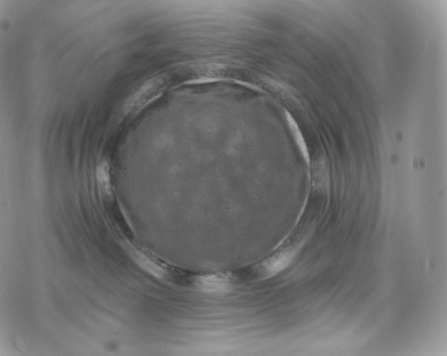 X0000072960238200608111659