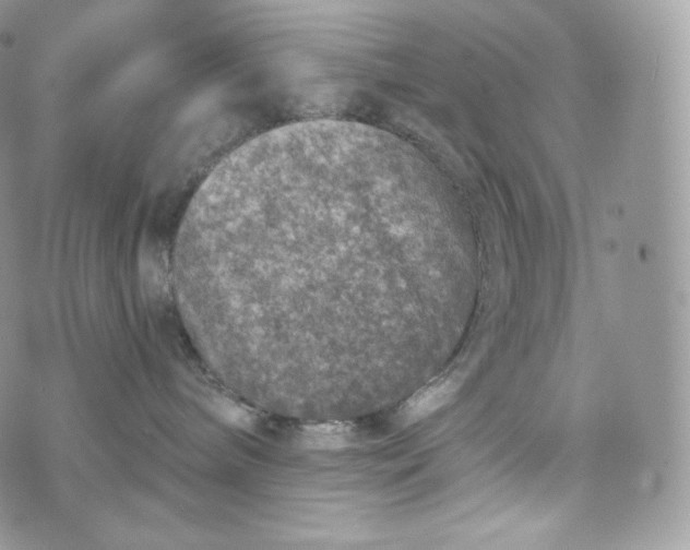 X0000072960240200608111658