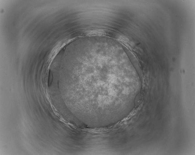 X0000072960241200608111658