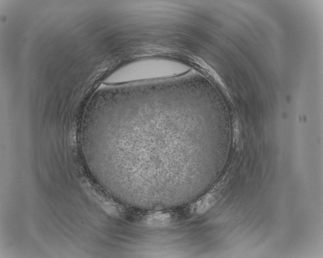 X0000072960257200608111658