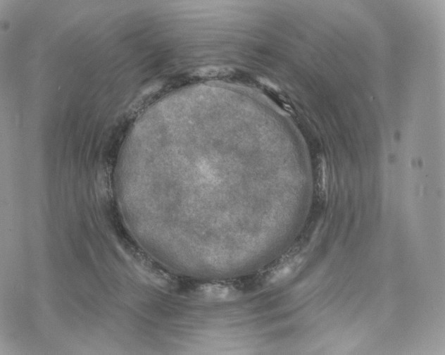 X0000072960272200608111658